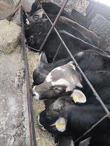 Коровы, быки: Продаю | Бык (самец) — 1