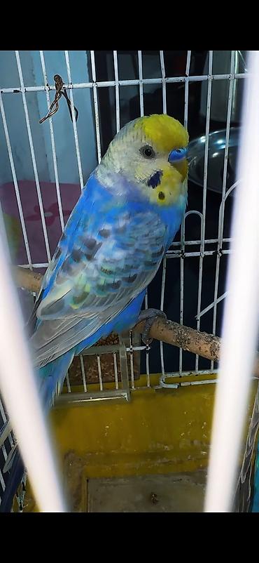 it qovan aparat: Rainbow hazır cüt Yuva as bala al sağlam aktıv quşlardı. Gözəl — 2