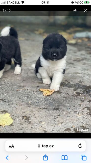 heyvan kokeltme dermanlari: Akita-inu, 1 ay, Dişi, Peyvəndli, Ünvandan götürmə