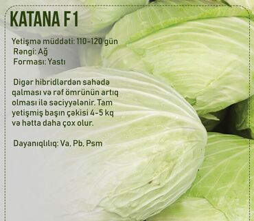 Toxumlar: Aluzze qarpiz toxumu — 25