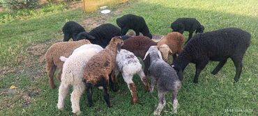 услуги стрижки овец: Продаю | | Гиссарская, Полукровка, Меринос | Для разведения