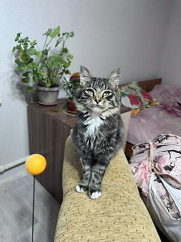 кошка малинкый: Кошка даром: Беспородная, 4 месяца, Мальчик, Приучена к лотку — 1