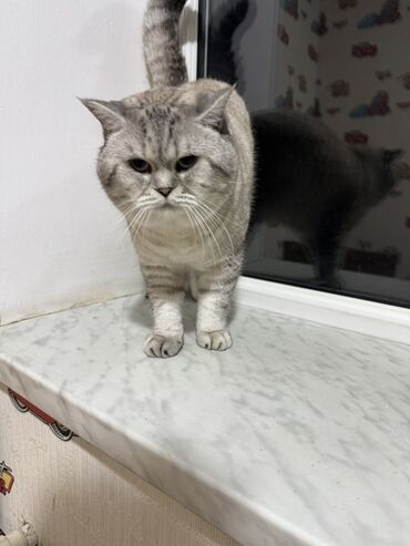 Pişiklər: Britan — 9