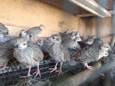 продаю музоо торпок корова самка бык самец айрширская ангус алатауская на забой для разведения на откорм племенные нетель привязанные: Продаётся месячные цыплята кекилика. Ещё имеется яйца кекилика для