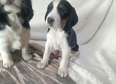 Продажа собак: Щенки спаниеля 🐶 Город: Кант Продаются щенки чистокровного спаниеля: 🐾 — 5