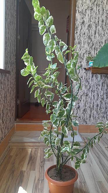 Varieteli otaq bitkisi – dekorativ yarpaqlı - Növ: ağ-yaşıl alabəzək