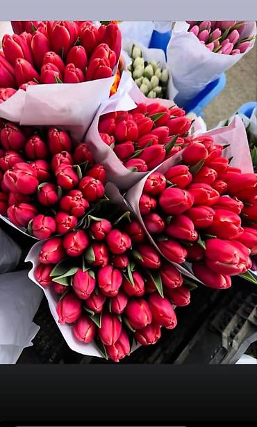 Букеты из живых цветов: 🌷 ТАКОЙ ЦЕНЫ В КЫРГЫЗСТАНЕ НЕТ 🌷 Голландские тюльпаны — 100 сом от 10 — 7