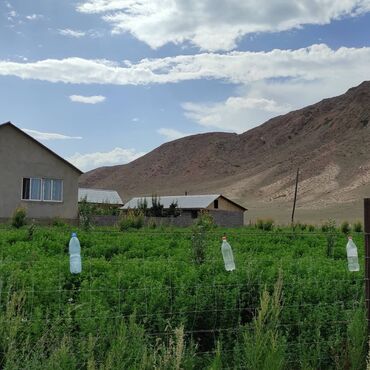 Сельхоз предприятия: Продаю Кошара, 200 соток, Действующий — 8