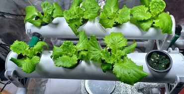 Другие товары для дома и сада: Гидропоника!!!!- это метод автоматезированного выращивания — 25