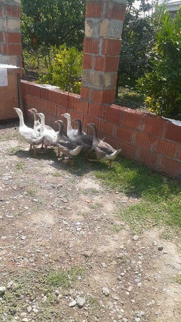 Qazlar: Dişi, Damazlıq