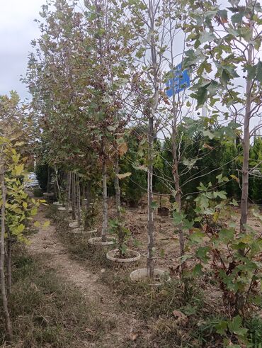 Landşaft işləri: Dekarativ bitgilerin satişi
xan cinar
ekvalit
zeytun — 2