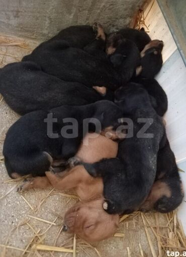 xaski balasi ucuz qiymete: Doberman balasi 250 azn