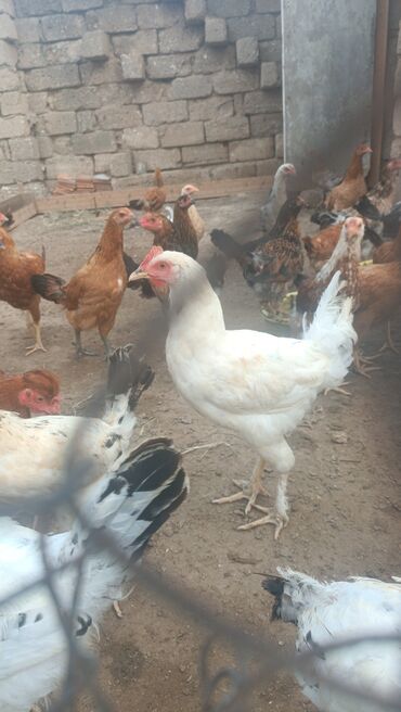Çəngəllər: Saglam heyetimin heyvanlaridi iyneleri vurulub vitaminleri verilib