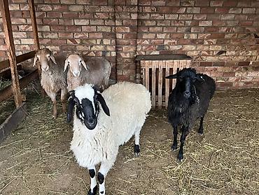 Баран, овца: Продаю | Баран (самец) — 7