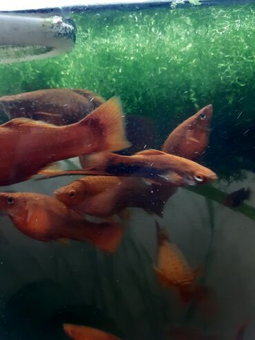 красная рыба: Анцитрусы взрослые(15см), пара,самец вуалевый, самка нет, тернеции