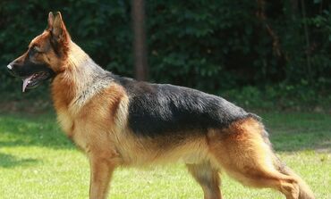 намордники для собак: Продаю овчарку чистая послушная умеет слушать командуовчарка