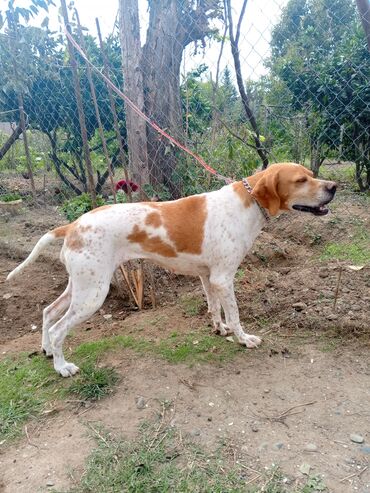 Akvariumlar: Ingilis pointer tam ova hazır vəziyyətdə satılır razılaşma yolu ilə