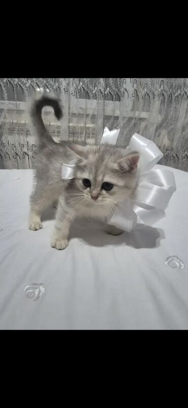 Pişiklər: Britan, Dişi, Yaxşı əllərə, Ödənişli çatdırılma — 3