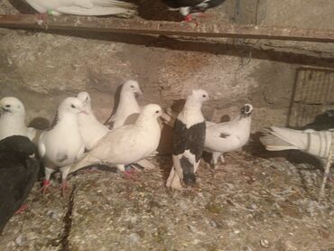 Göyərçinlər: Salam aleykum quşlar satılır tam sağlam uçan super quşlardı biri 5 -da lalafo.az — 4 Göyərçinlər: Salam aleykum quşlar satılır tam sağlam uçan super quşlardı biri 5 — 4