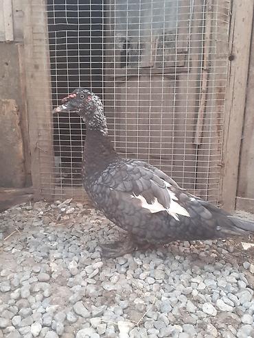 Ördəklər: 17 dene ordek balalari biri 5 manat. 055 880. 85. 29 — 8