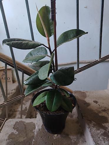 orxideya torpağı: Fikus elastika (rezin ağacı) – dekorativ otaq bitkisi - Növ: Ficus — 2