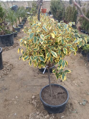 Şitillər: Dekarativ agaclarin satisi — 19