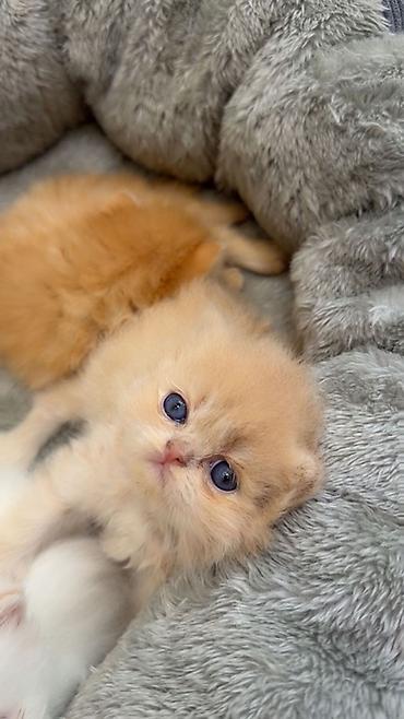 heyvanların sexsi: Fars — 3