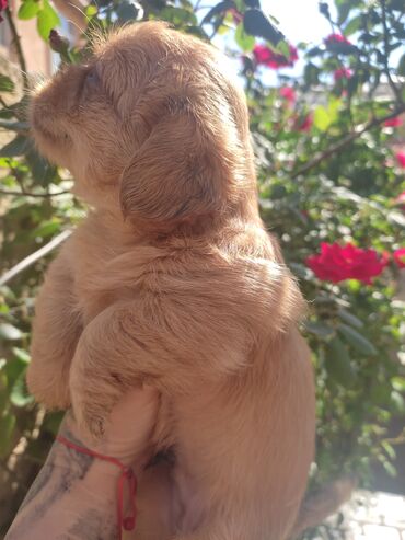 İtlər: Pekines, 3 ay, Dişi, Ünvandan götürmə — 6