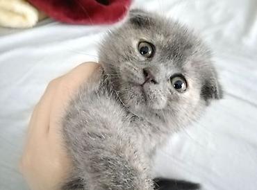 Pişiklər: Şotland yastı qulaq, Erkək, Dişi, Yaxşı əllərə, Ünvandan götürmə, Pulsuz çatdırılma, Ödənişli çatdırılma — 5