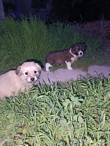 Отдам даром собаку: Щенки -дворняжкиДевочки все 5-недель,звотночки- будут среднего — 9