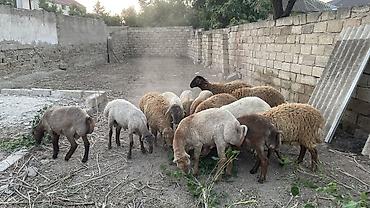 kirpi satisi: Erkək, il: 1, 35 kq, Ətlik, Damazlıq, Ödənişli çatdırılma — 3