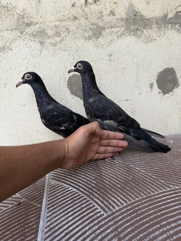 чихуахуа цена в баку: Super drakonlar 3 ədədi baladı çox yeke birşeylərdi qırmızı hələ