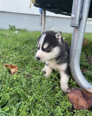 Psi: Sibirsky haski štenci - Leglo prelepih štenaca sibirskog haskija na lalafo.rs — 7 Psi: Sibirsky haski štenci - Leglo prelepih štenaca sibirskog haskija — 7