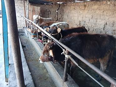 Коровы, быки: Продаю | Бык (самец) | Швицкая | На откорм — 12