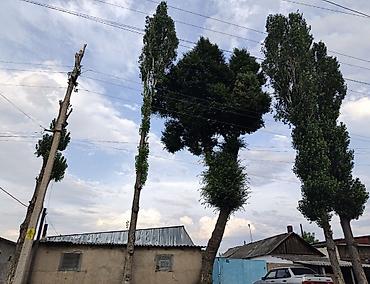 Дрова Тополь