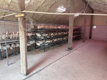 суточные цыплята бройлеры купить: Сатам | Тооктор | Жумуртка туудуруу үчүн