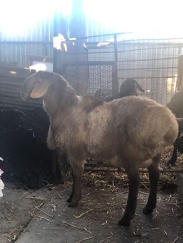 Баран, овца: Продаю | Овца (самка) | Для разведения — 2