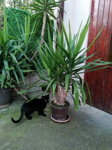Ostale kućne biljke: Drvo života -Yucca Elephantipes Visine 1-2 m Drvo Zivota-Yucca — 4