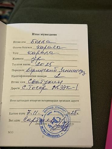 Продажа собак: Бернский зенненхунд, 6 месяцев, Самец, С прививкой — 9