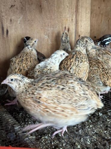 лотки для перепелиных яиц: Продам перепелок
