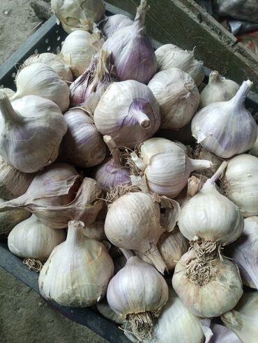 изовер с фольгой бишкек: Сарымсак