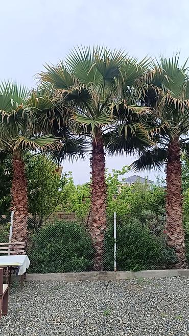 Ağaclar: Palma Vaşinqton . 3 metreden 8 9 metreye kimi 1 ədədi 400manatdan — 2