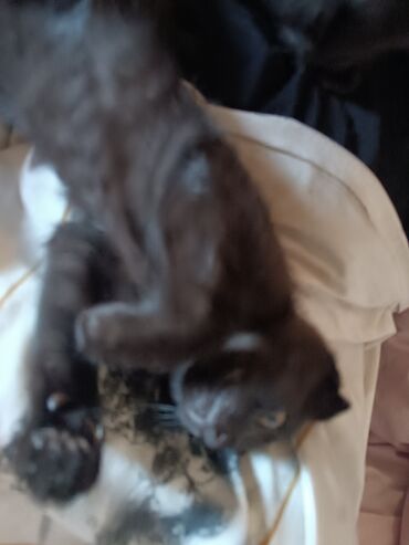 Отдам даром кошку: Кошка даром: Скотиш Фолд (Шотландская вислоухая), 4 месяца, Девочка, Приучена к лотку — 12