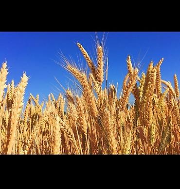 бодоно бишкек: Продам🌾ячмень в любых количествах! — 1