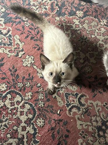 коты бишкек: Отдаю даром котят — 1