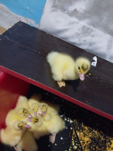 Akvarium aksessuar və ləvazimatları: 1gunlukdur.1ededi 2.50.lal ordek balasidir.40 ededdir