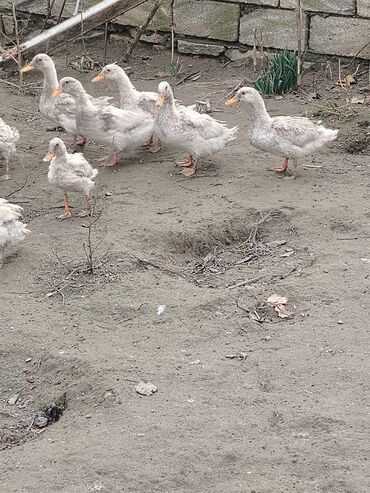 Ördəklər: Dilli ordekler — 8