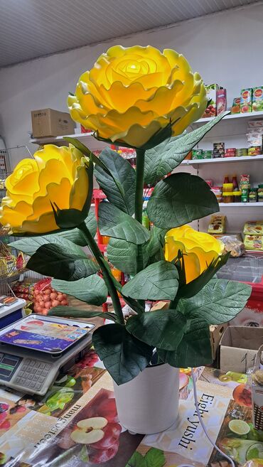 Комнатные розы: Комнатные розы — 8