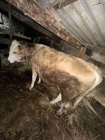 Inəklər, öküzlər: Erkək, il: 1, 100120 kq, Damazlıq, Ətlik, Ünvandan götürmə — 4