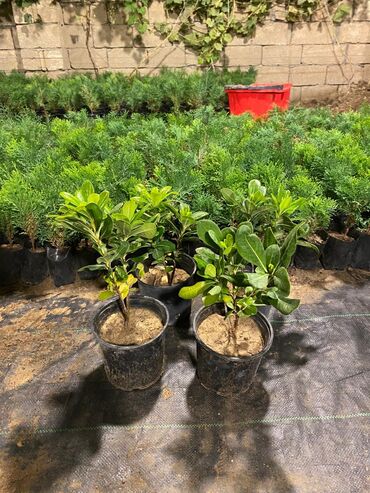 Ağaclar: Dekorativ çöl bitkilərinin satışı və Sifarişlə yetişdirilməsi.Satış -da lalafo.az — 22 Ağaclar: Dekorativ çöl bitkilərinin satışı və Sifarişlə yetişdirilməsi.Satış — 22